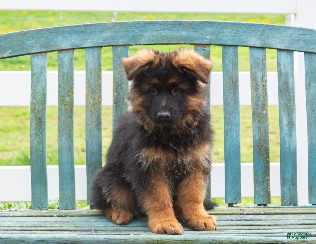 German Shepherd dogs for sale: Barney - Ad 1