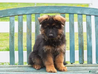 German Shepherd dogs for sale: Barney - Ad 1