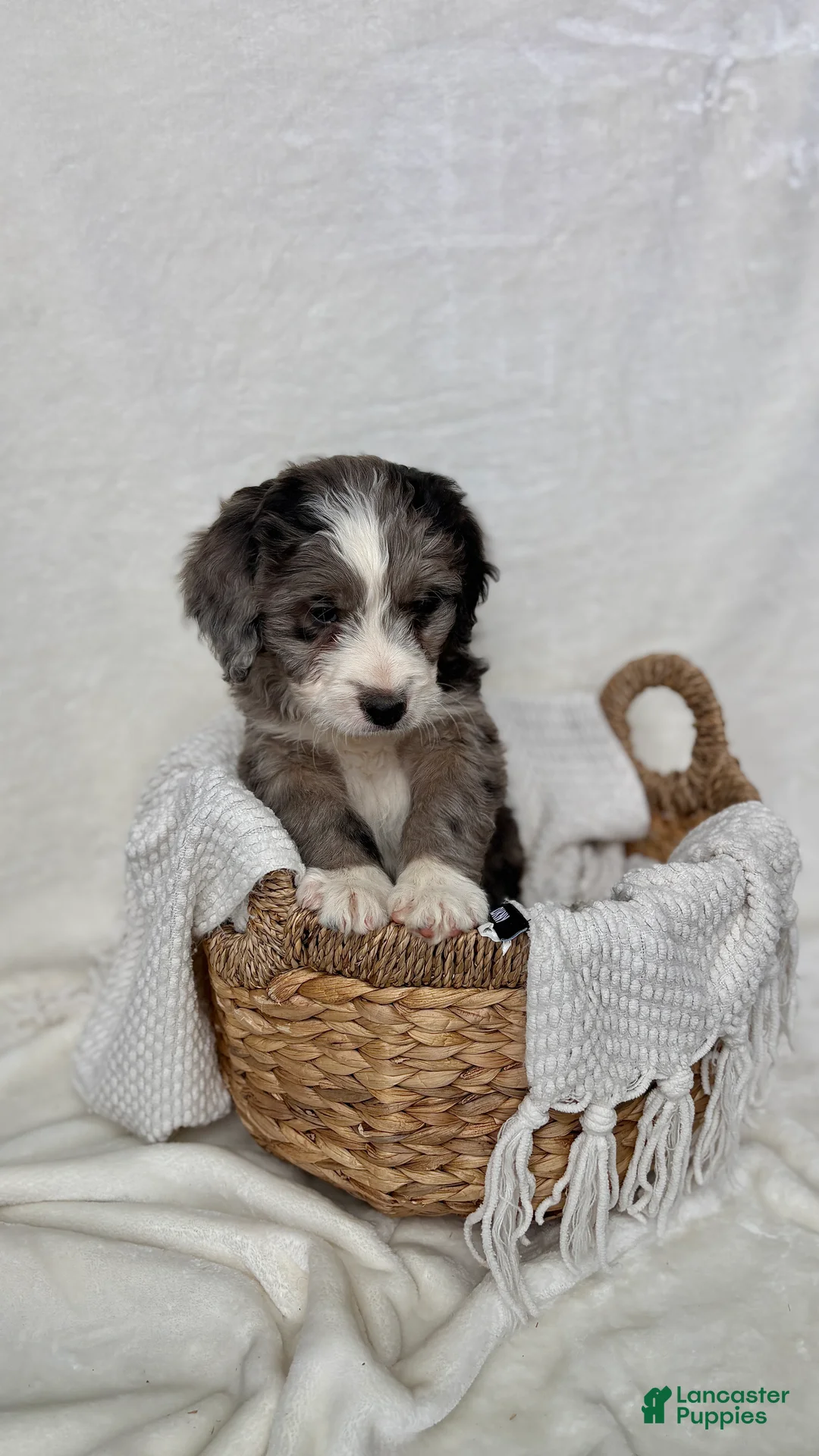 Bernedoodle dogs for sale: Rocky - Ad 8
