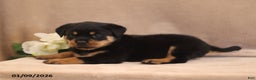 Rottweiler dogs for sale: Tirzah - Ad 4