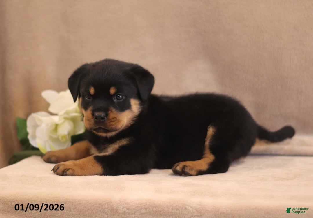 Rottweiler dogs for sale: Tirzah - Ad 4