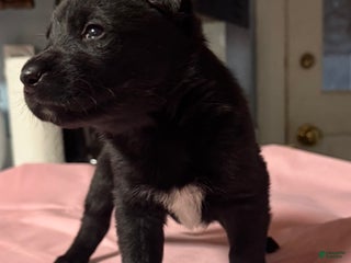 Gerberian Shepsky dogs Gerberian Shepsky Puppy 2 - Ad 32