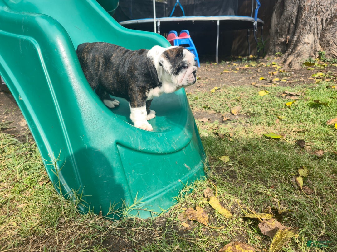 English Bulldog dogs for sale: Panda - Ad 3