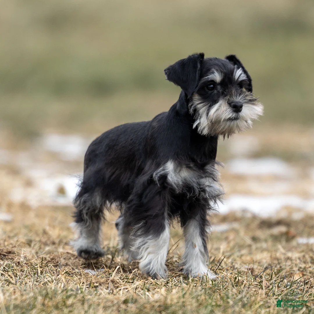 Miniature Schnauzer dogs for sale: Yvonne - Ad 5
