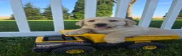 Labrador Retriever dogs for sale: Buddy - Ad 2