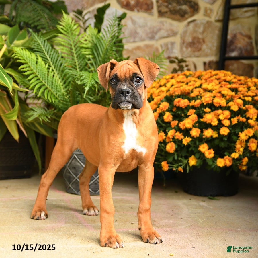 Boxer dogs Candy - Ad 3