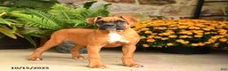 Boxer dogs for sale: Candy - Ad 1