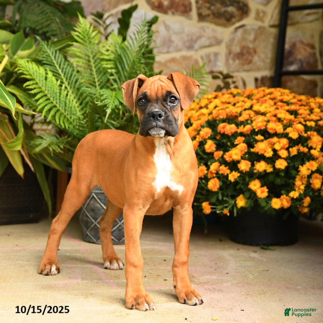 Boxer dogs for sale: Candy - Ad 1