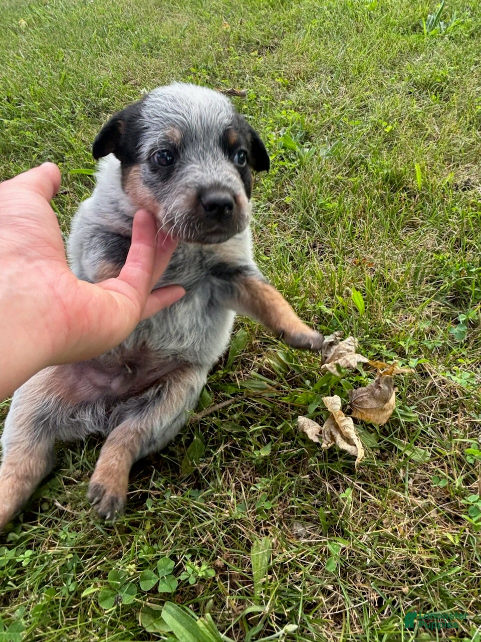 Australian Cattle Dog dogs Chief - Ad 1