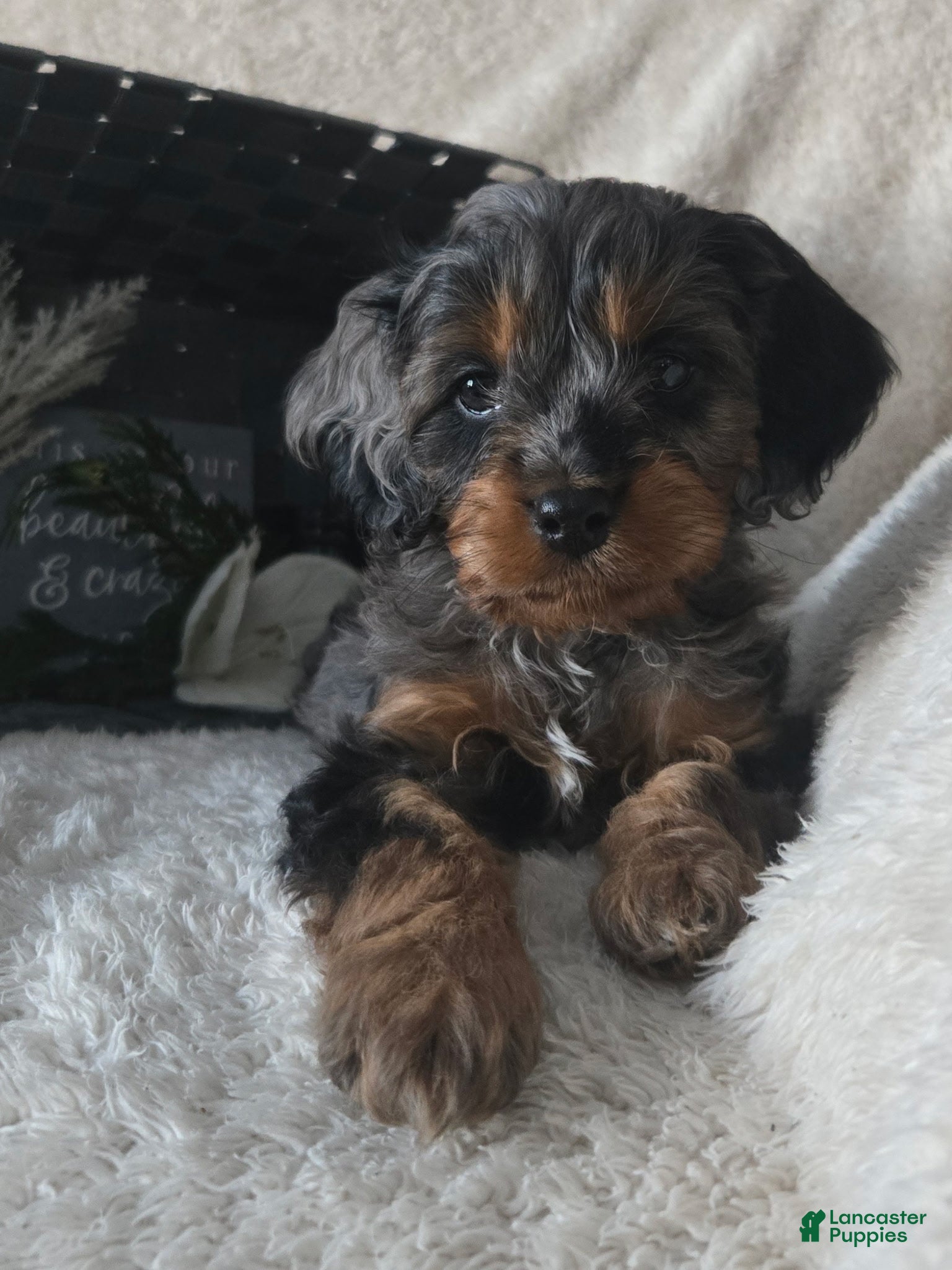 Cavapoo dogs for sale: Rocky - Ad 2