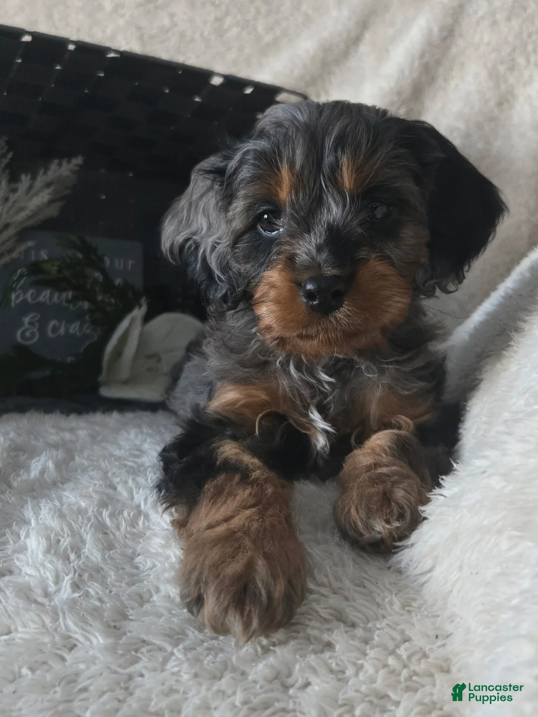 Cavapoo dogs for sale: Rocky - Ad 1