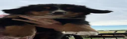 Bernese Mountain Dog dogs for sale: Belle - Ad 3