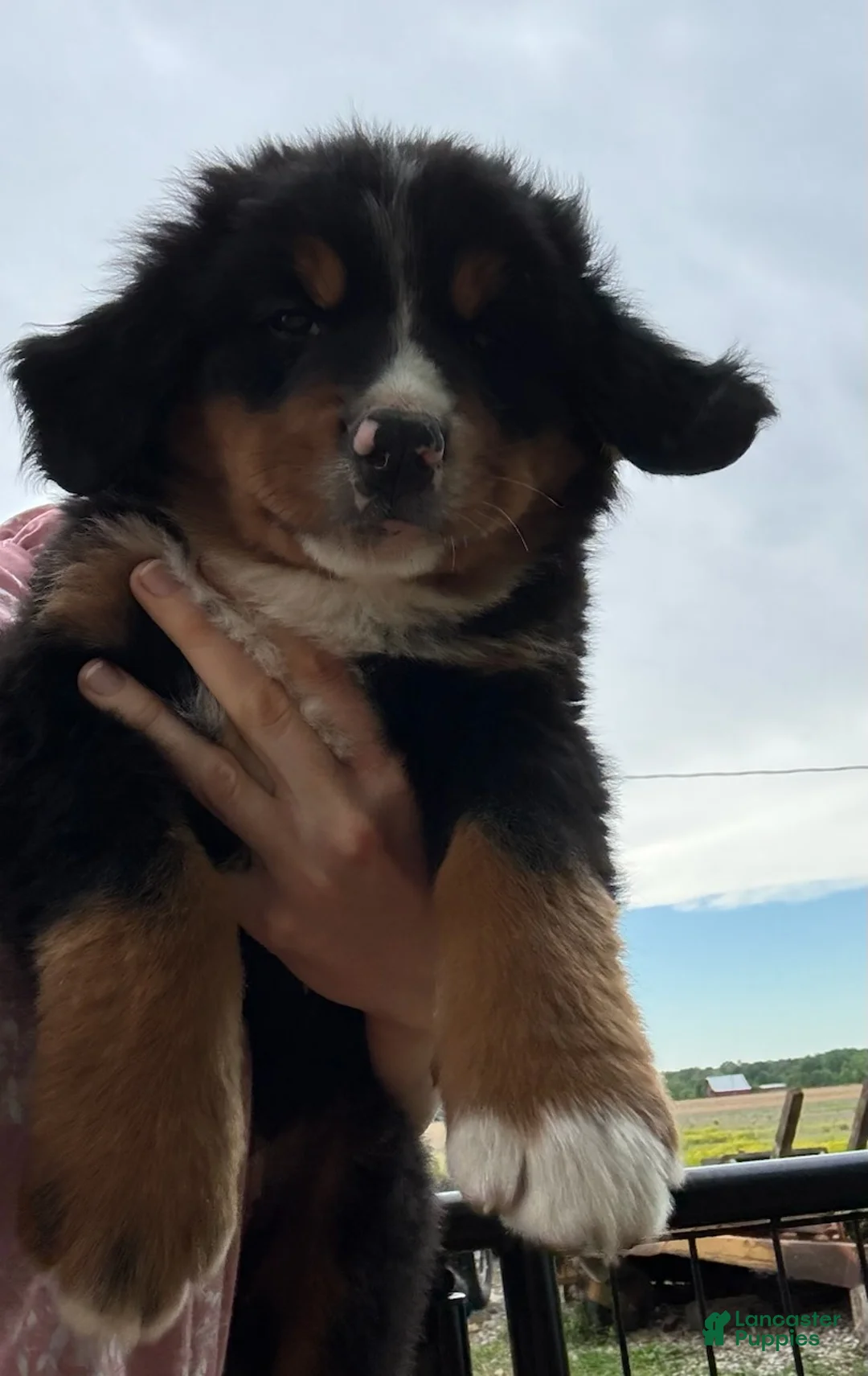 Bernese Mountain Dog dogs for sale: Belle - Ad 3
