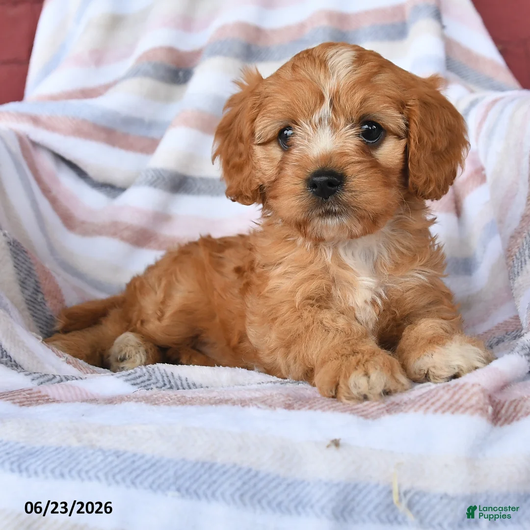Cavapoo dogs for sale: Custard - Ad 2