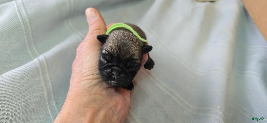 Pug dogs for sale: Tiny Dancer - Ad 5