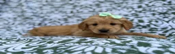 Goldendoodle dogs for sale: Brynlee - Ad 6