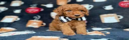 Cockapoo dogs for sale: Maverick - Ad 2