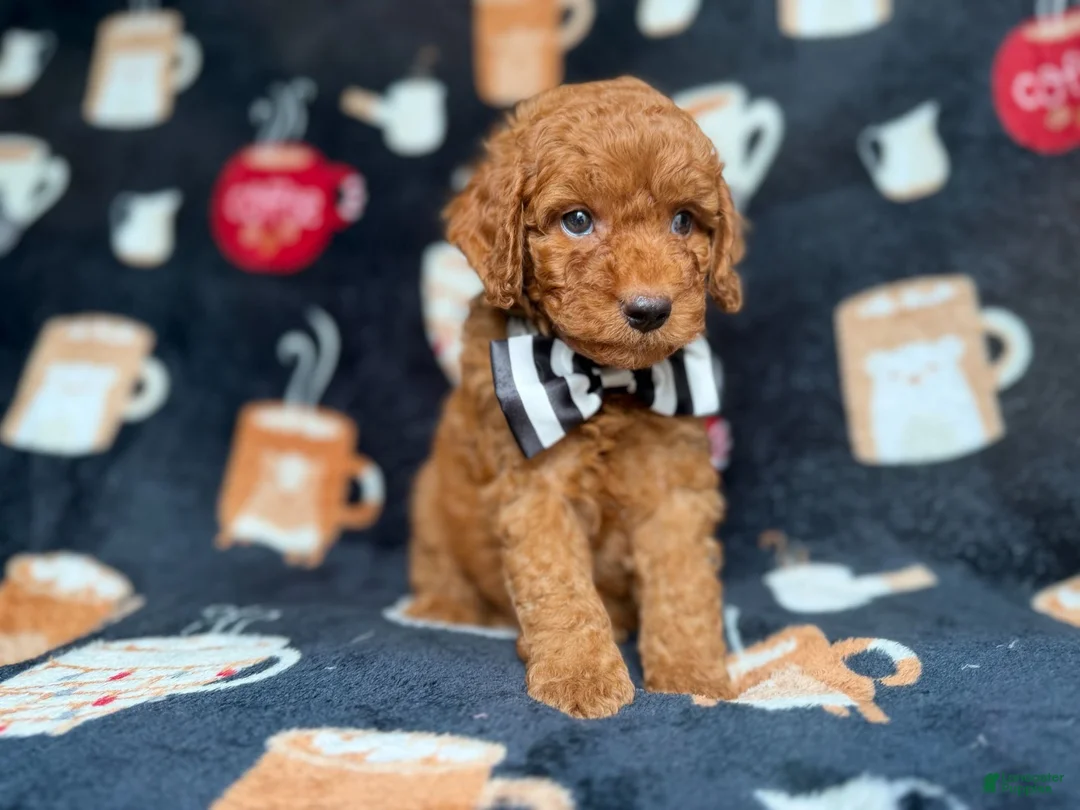 Cockapoo dogs for sale: Maverick - Ad 2