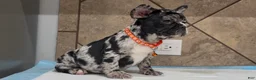 French Bulldog dogs for sale: Penny  - Ad 4