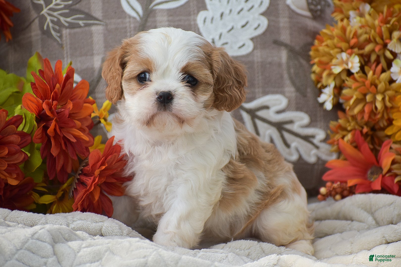 Cavapoo dogs Kaylee - Ad 21