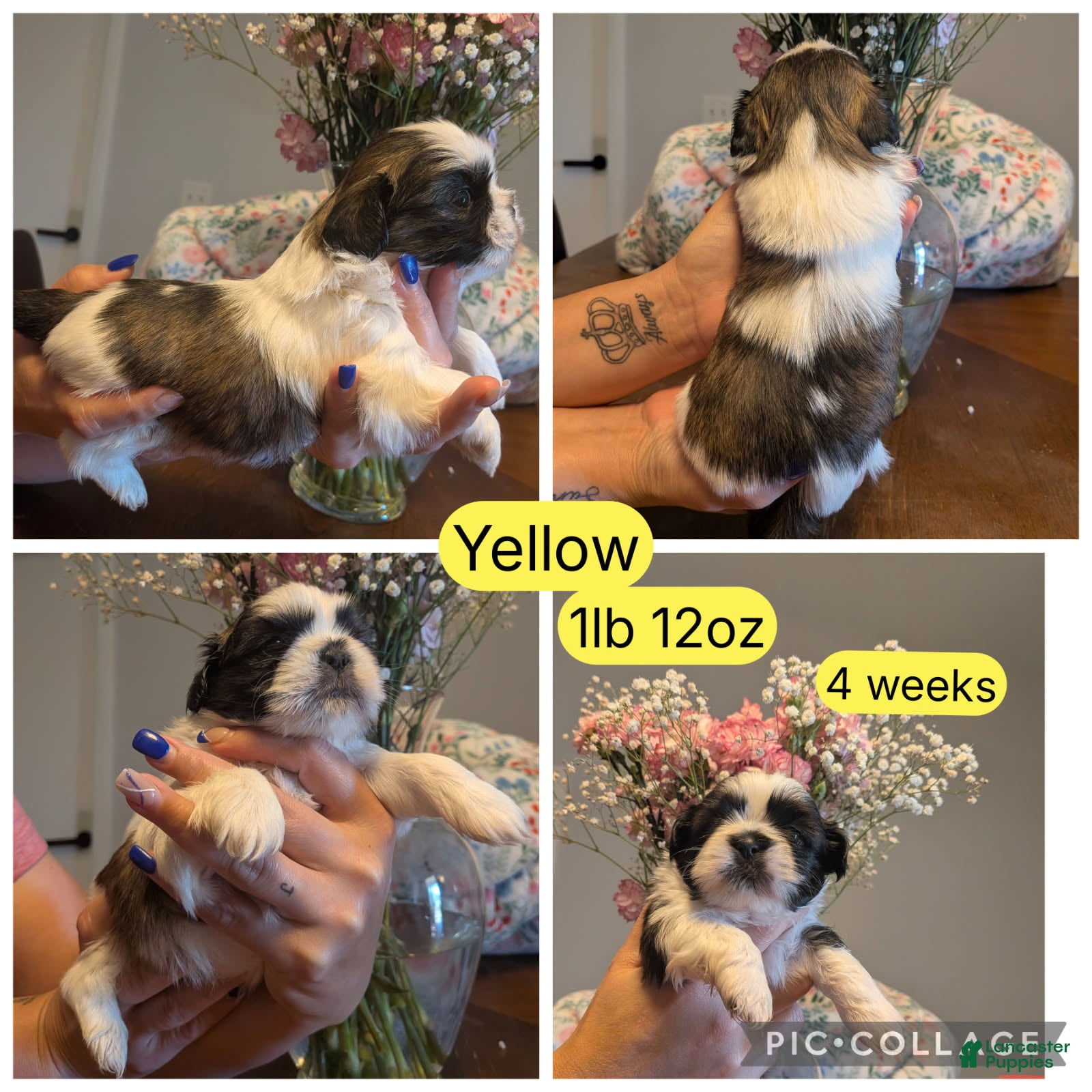 Shih Tzu dogs for sale: Yellow  - Ad 2