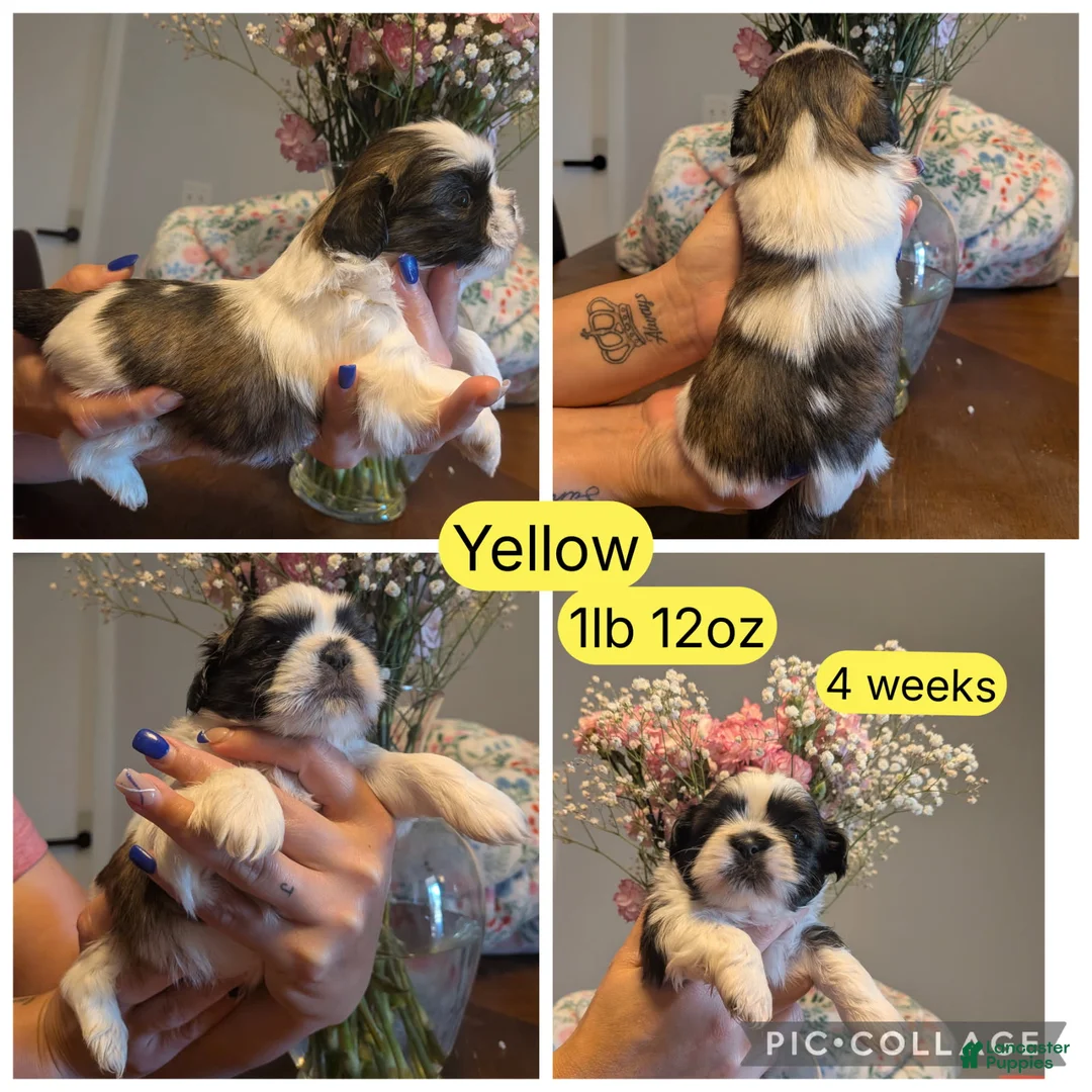 Shih Tzu dogs for sale: Yellow  - Ad 2