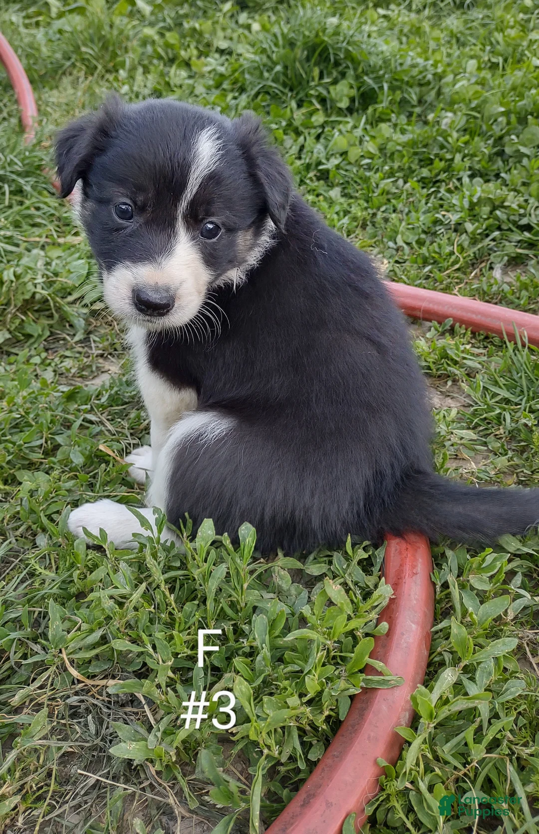 Border Collie dogs for sale: Border Collie Puppy 8 - Ad 1