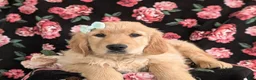 Golden Retriever dogs for sale: Carrie - Ad 6