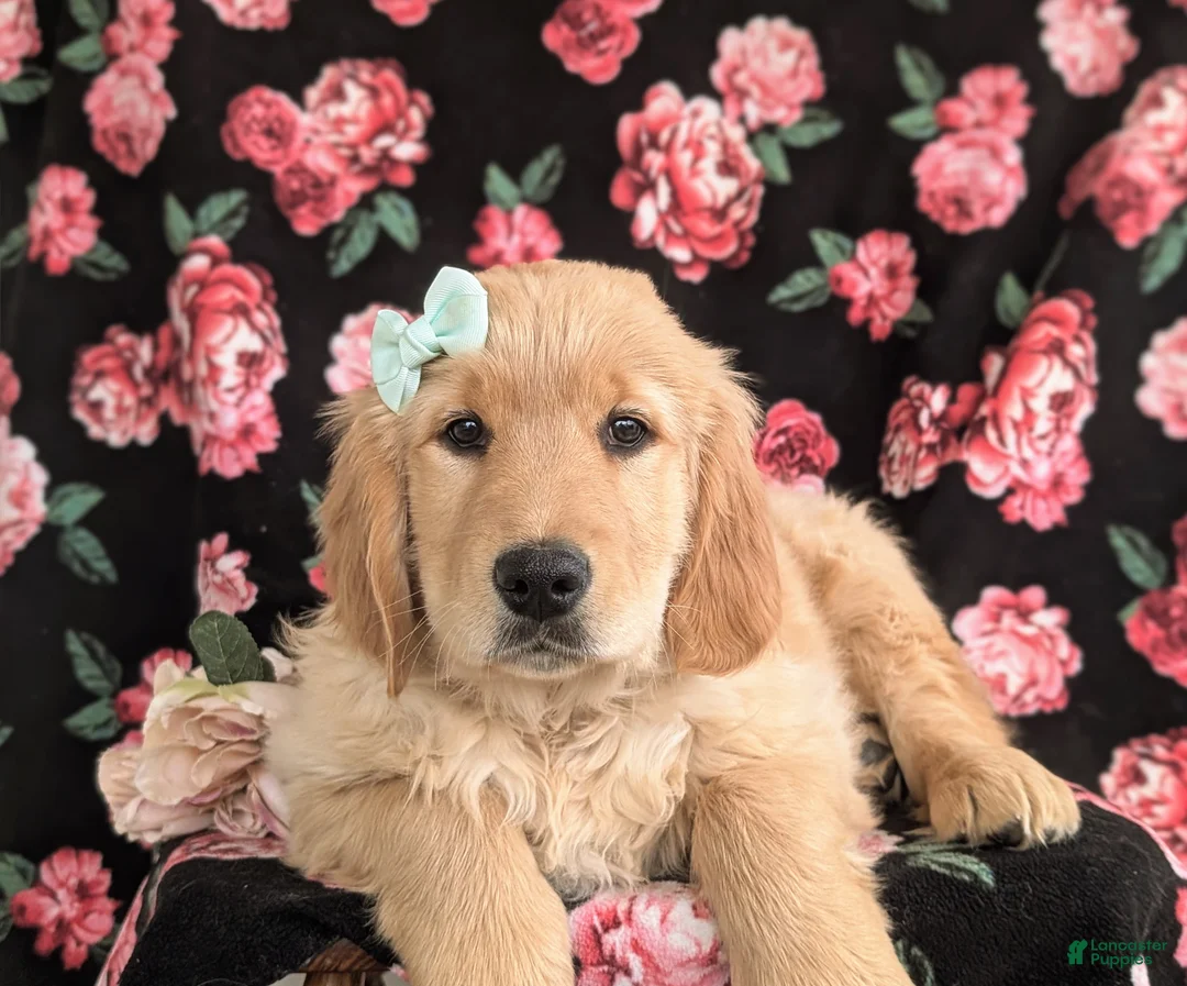 Golden Retriever dogs for sale: Carrie - Ad 6