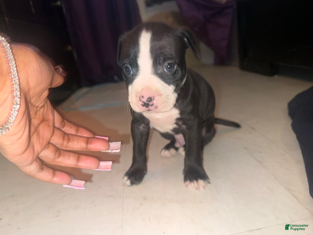 American Pit Bull Terrier dogs for sale: Racks - Ad 1