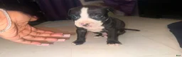 American Pit Bull Terrier dogs for sale: Racks - Ad 1