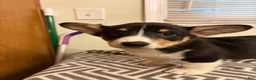 Welsh Corgi Pembroke dogs for sale: Max - Ad 2