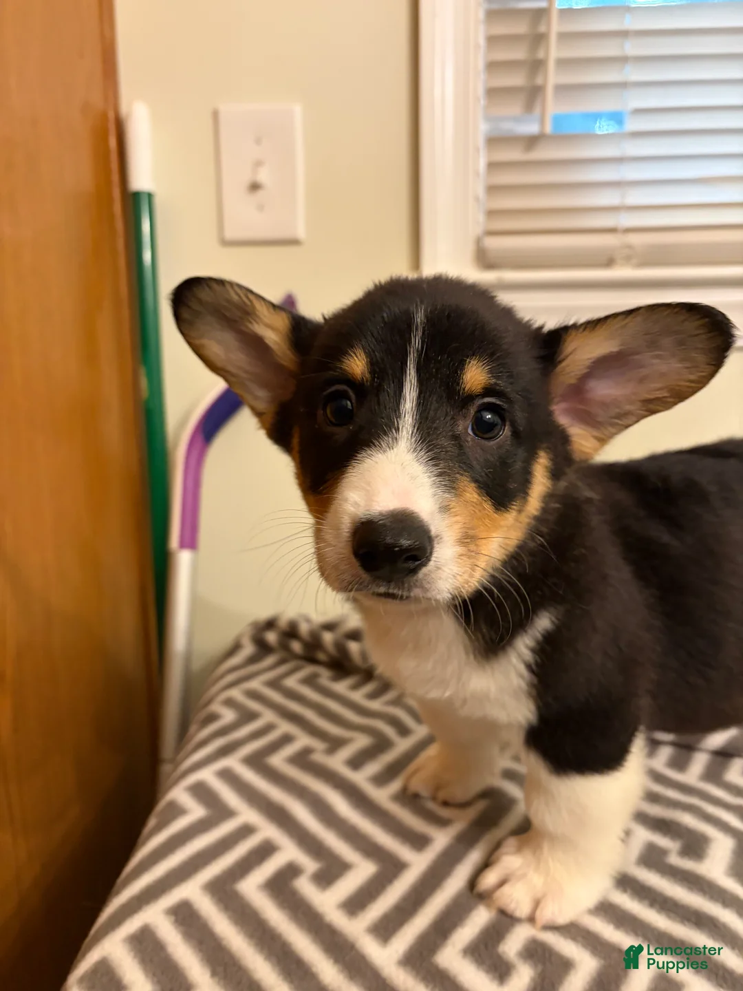 Welsh Corgi Pembroke dogs for sale: Max - Ad 2