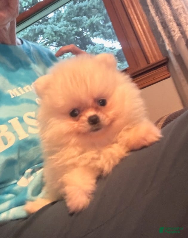 Pomeranian dogs Pima - Ad 1