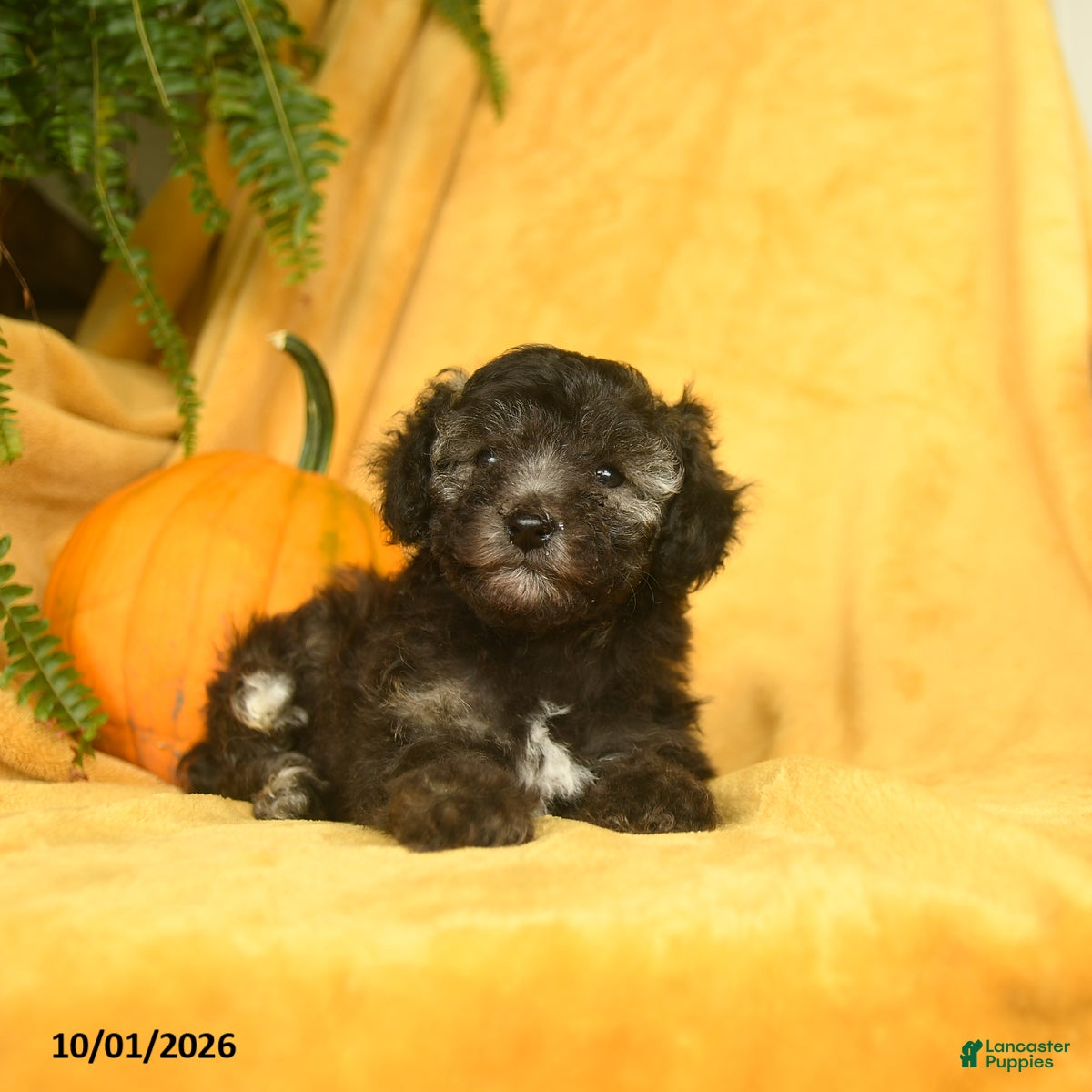 Toy Poodle dogs Teacup - Ad 2