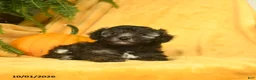 Toy Poodle dogs for sale: Teacup - Ad 2