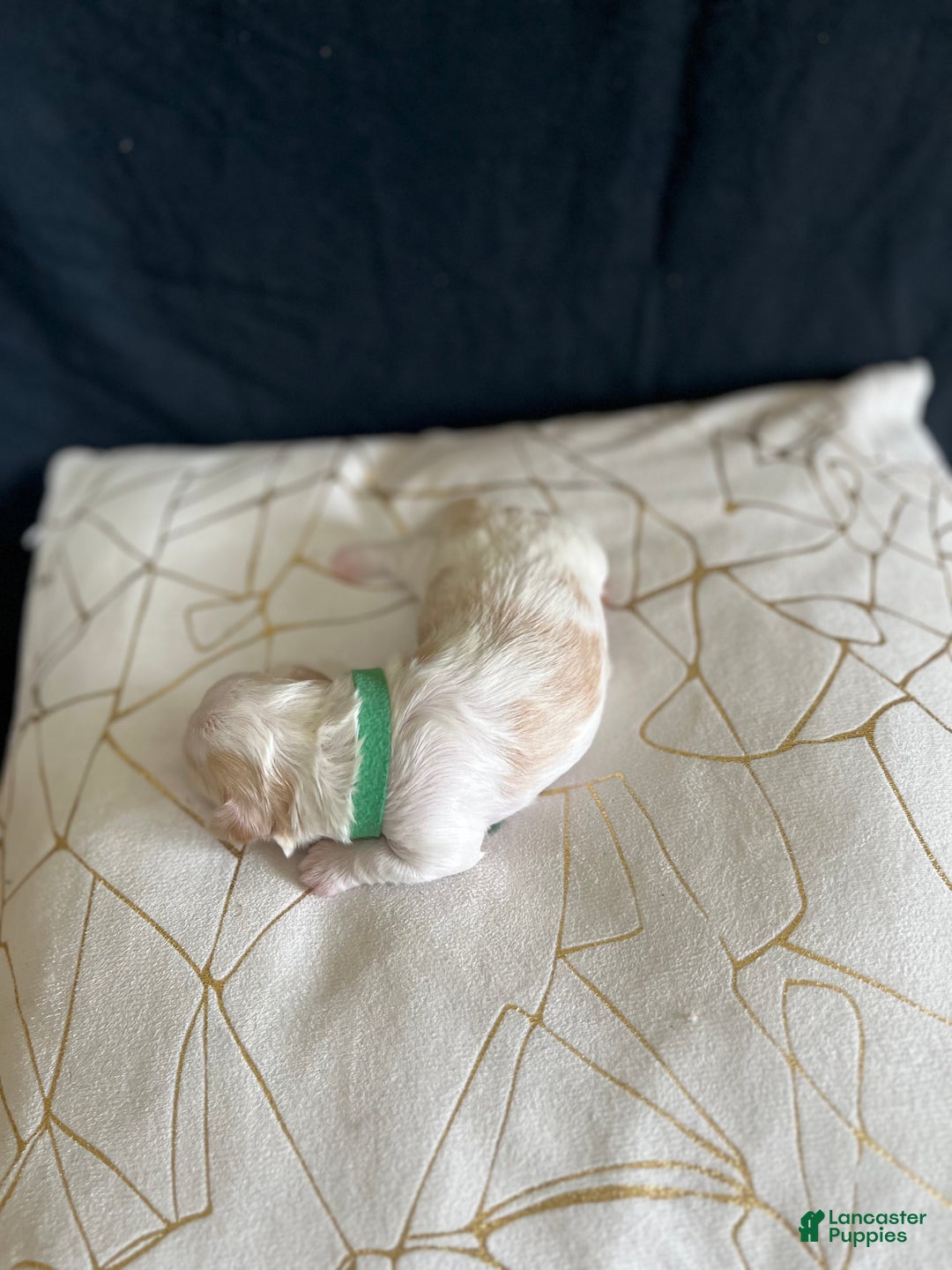 Shih Tzu dogs for sale: Clover - Ad 4