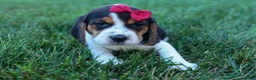 Beagle dogs for sale:  Cody 🐾🐶 - Ad 3