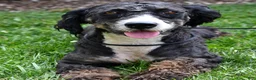 Mini Bernedoodle dogs for sale: Moonshine - Ad 6
