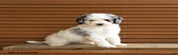 Miniature Poodle dogs for sale: Harrison - Ad 3