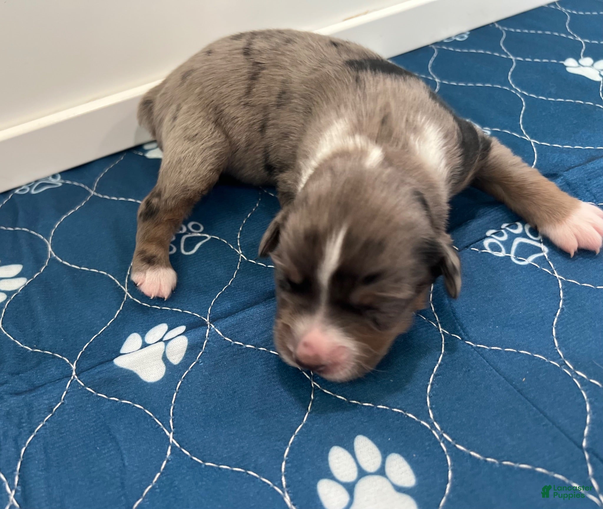 Miniature Australian Shepherd dogs Vega - Ad 1