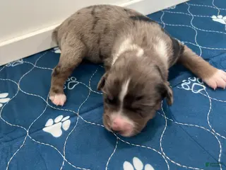 Miniature Australian Shepherd dogs for sale: Vega - Ad 3