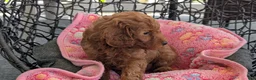 Toy Poodle dogs for sale: Vince - Ad 7
