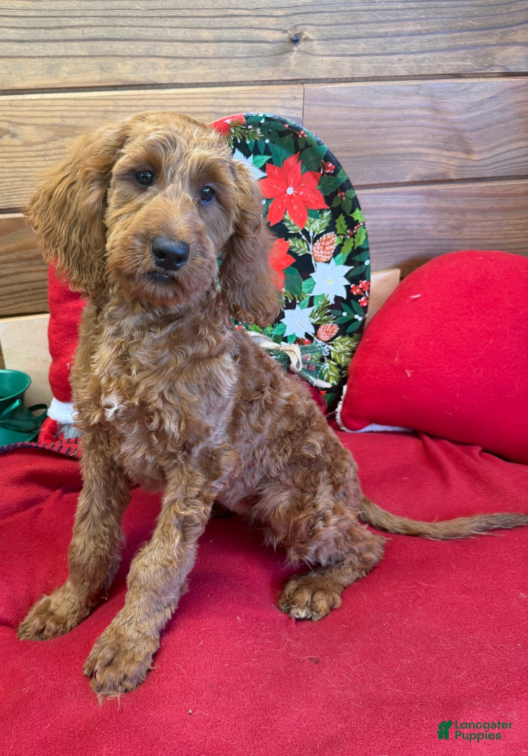 Mini Goldendoodle dogs for sale: Pumpkin - Ad 4