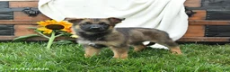 German Shepherd dogs for sale: Olive  - Ad 3