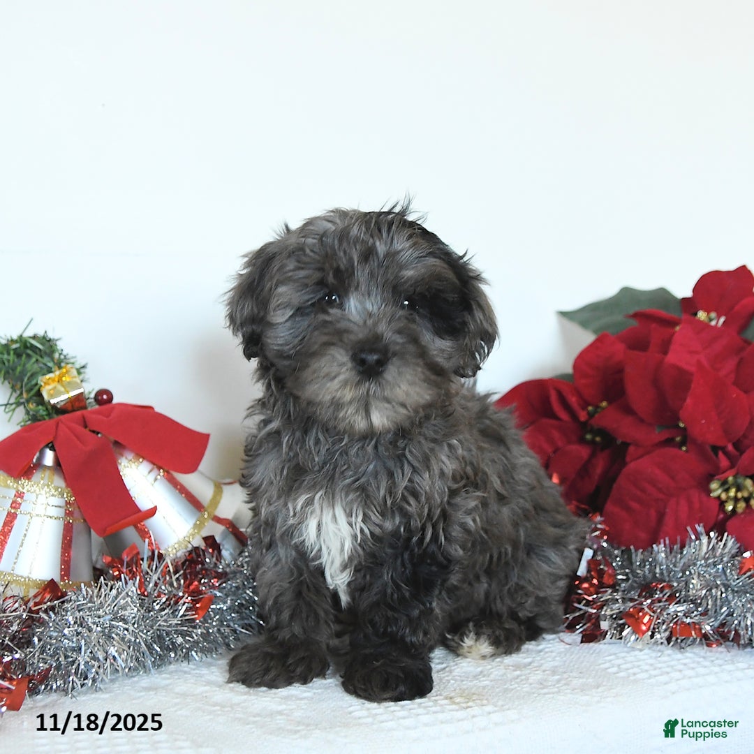 Yorkiepoo dogs for sale: Lemmy - Ad 1