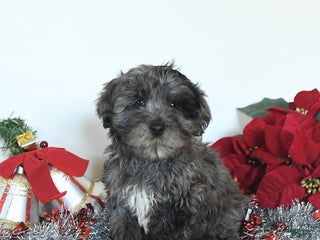 Yorkiepoo dogs Lemmy - Ad 3