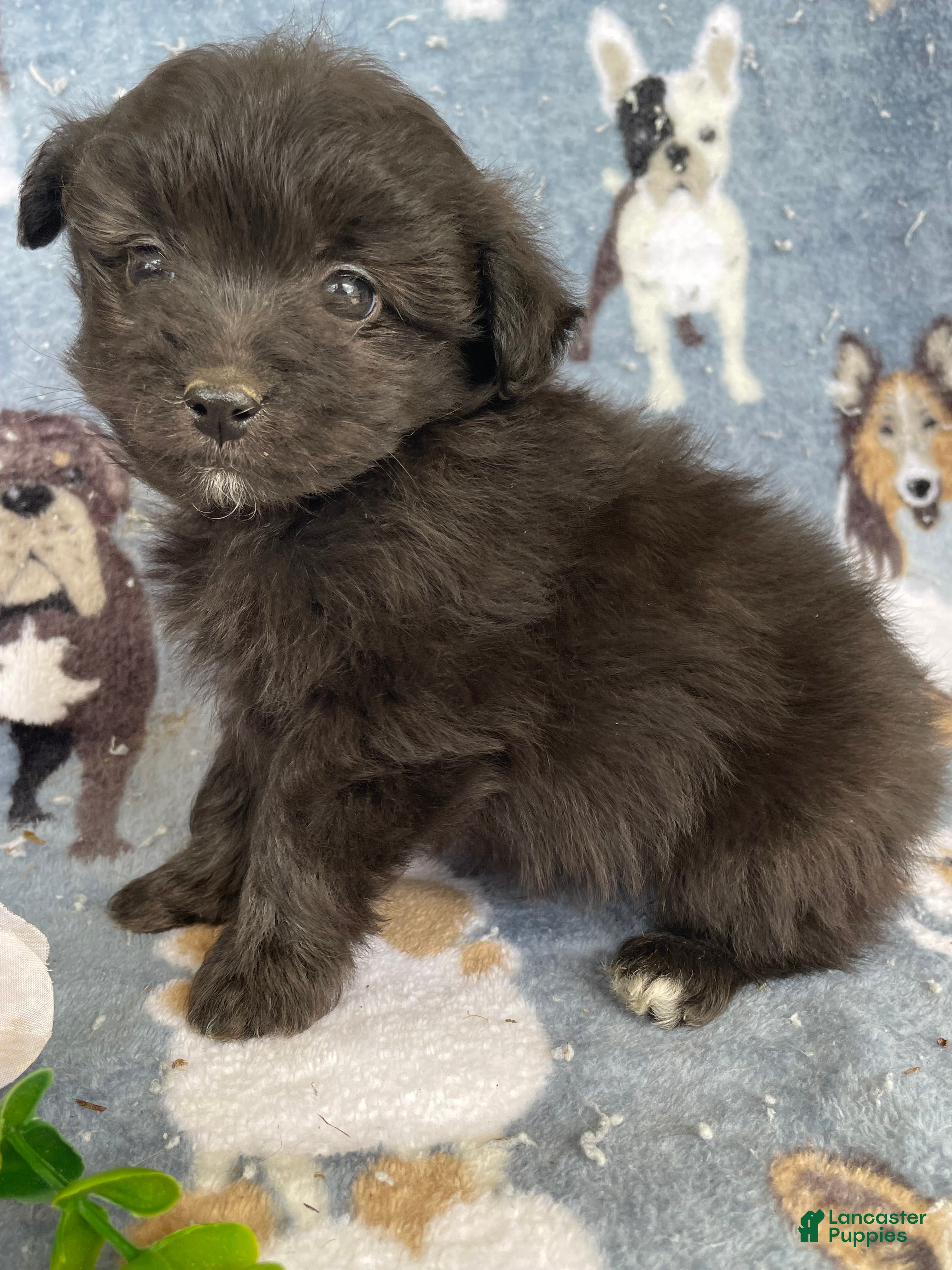 Toy Poodle dogs Hamlet - Ad 37