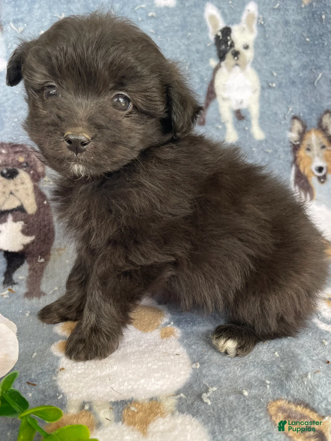 Toy Poodle dogs for sale: Hamlet - Ad 1