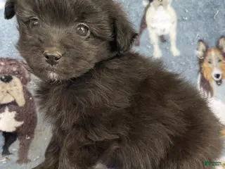 Toy Poodle dogs Hamlet - Ad 34